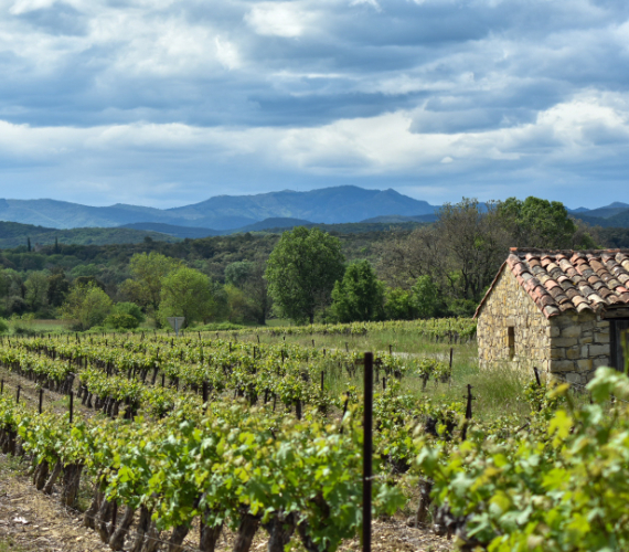 2022-destination-vignoble-des-cevennes-credit-elodie-pitot-62